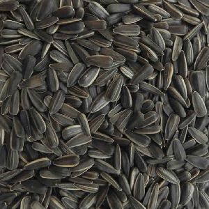 sunflower Seed