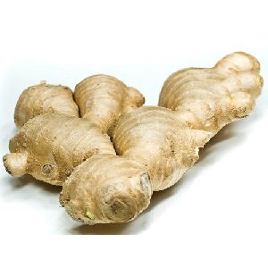 fresh brown ginger