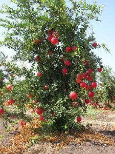 Pomegranate Plant