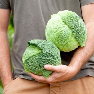 Fresh Savoy Cabbage