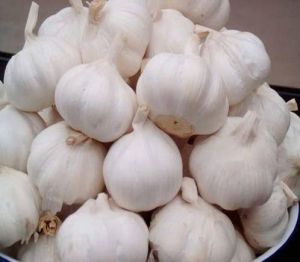 fresh whole garlic