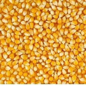 natural maize seeds