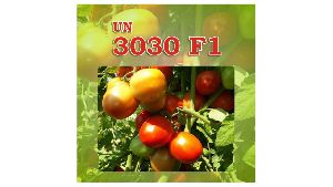 UN 3030 F1 Tomato Seeds