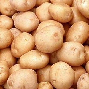 fresh organic potato