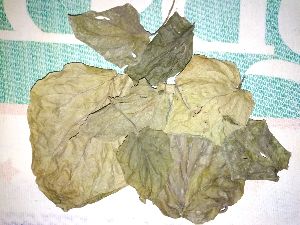 Organic Dry Betel Leaves