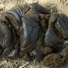 cow dung