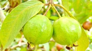 Fresh Guava