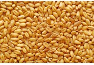 Raj 1482 Wheat Seeds