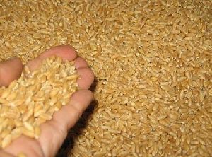 Sharbati Wheat Seeds