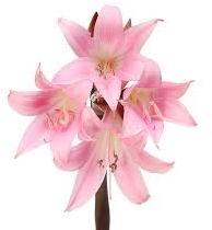 Pink Lily Flower