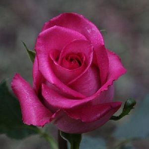 Pink Rose Flower