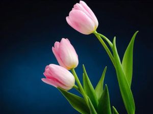 Pink Tulip Flower