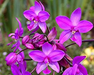 purple orchid flower