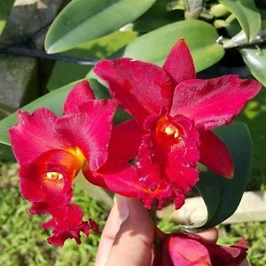 red orchid flower