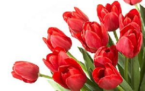 Red Tulip Flower