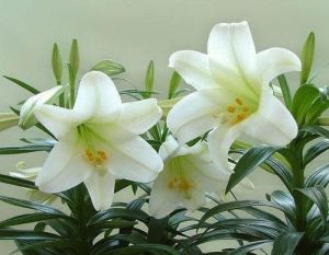 White Lily Flower