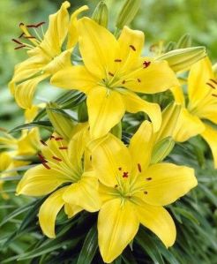 Yellow Lily Flower