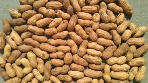 Pure Shelled Peanuts