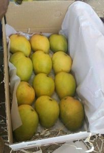 Fresh Mango