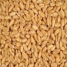 Organic Wheat Seeds