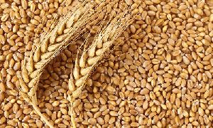 Raw Wheat Seeds