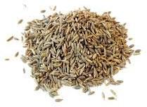 Raw Cumin Seeds