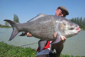 Large Catal Fish