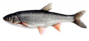 Large Rohu Fish