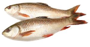 Orange Rohu Fish