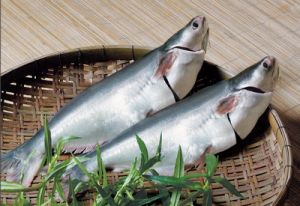 Whole Pangasius Fish