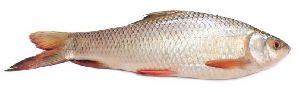 Whole Rohu Fish