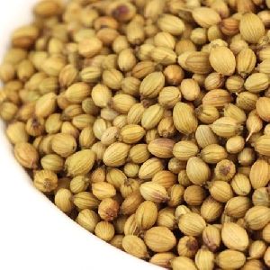 Whole Coriander Seeds