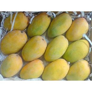 organic kesar mango