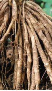 Organic Shatavari Root