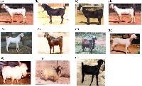 goat breeds