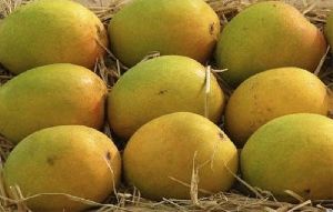 fresh organic mango