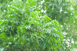 NEEM PLANTS