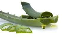 Raw Aloe Vera Leaves