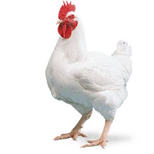 Broiler Breed Chicken