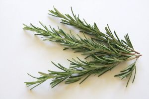 rosemary herbs