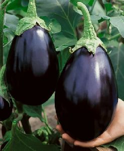 Natural Brinjal