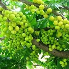 Amla Plant