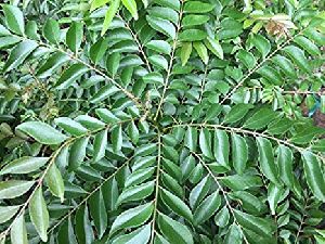 Curry Leaf Plant