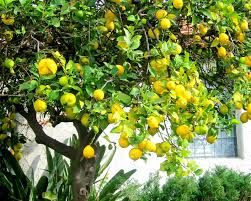 Lemon Plant