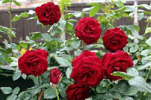 Red Rose Plant