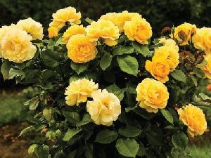 Yellow Rose Plant