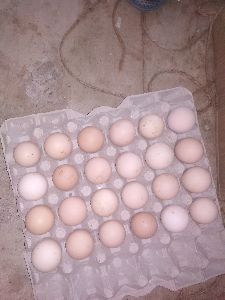 Eggs