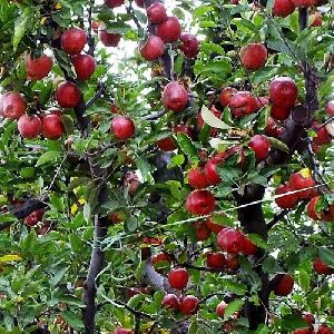 Kashmiri Apple Plant
