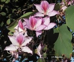 Bauhinia Variegata Seeds