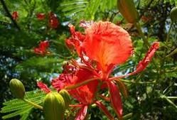 Delonix Regia Seeds